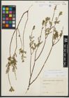 Foto von Salix purpurea L. x Salix repens L.